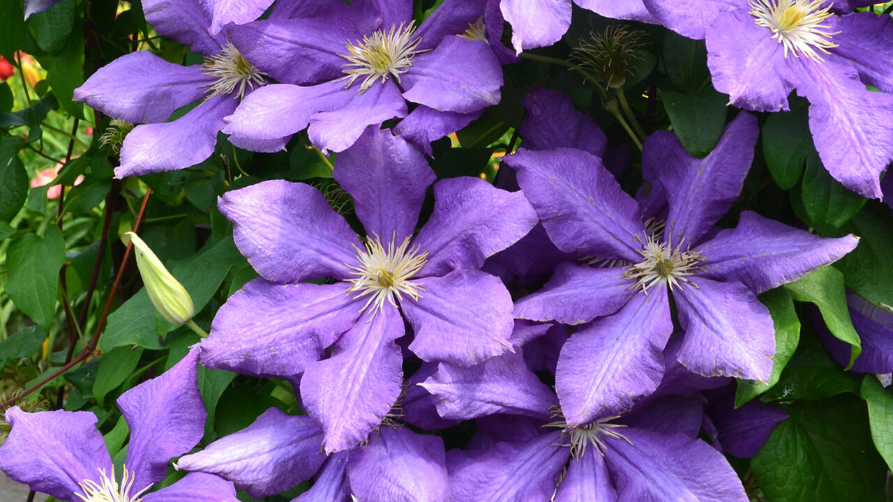 Large, purple flowers cover a vine.
