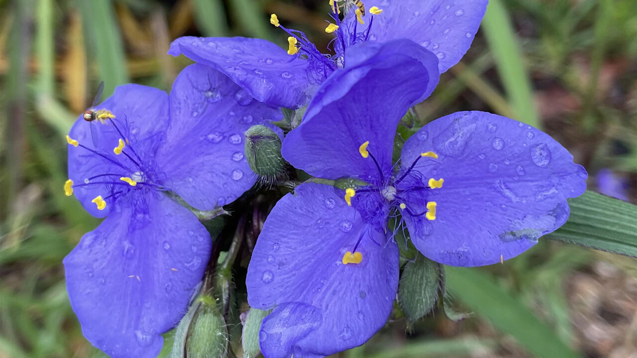 Native plants enhance the landscape's beauty | Mississippi State