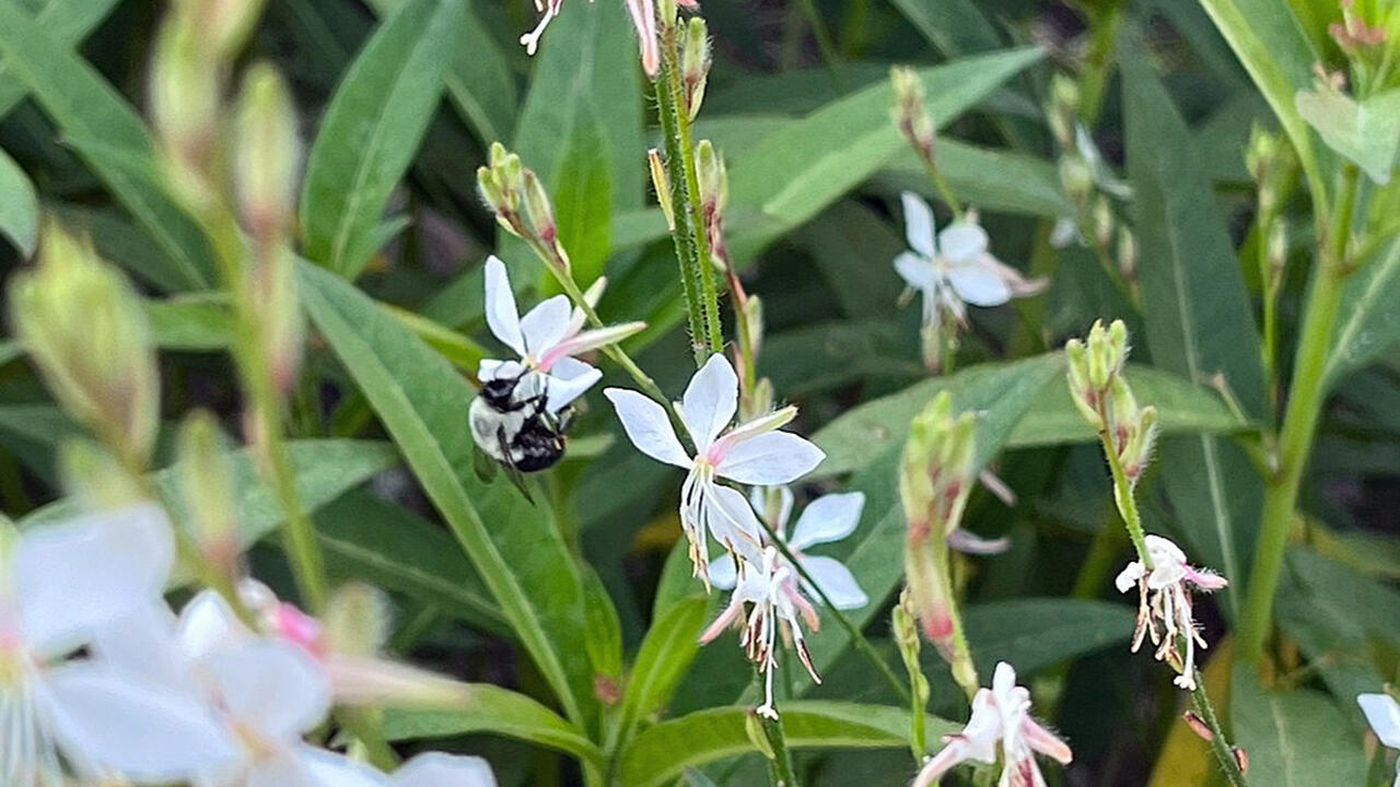 A bee hangs onto a slender stem that has white flowers.