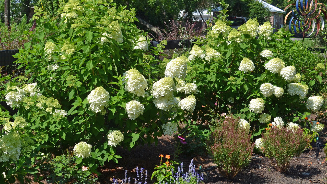 Clusters of white flowers bloom on bushes in a landscape.