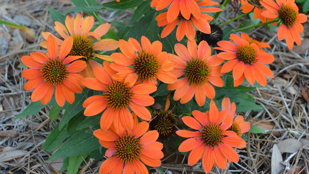 Orange flowers with dark centers bloom on a small plant.