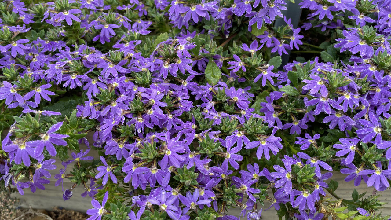 Blue blooms cover a small plant.