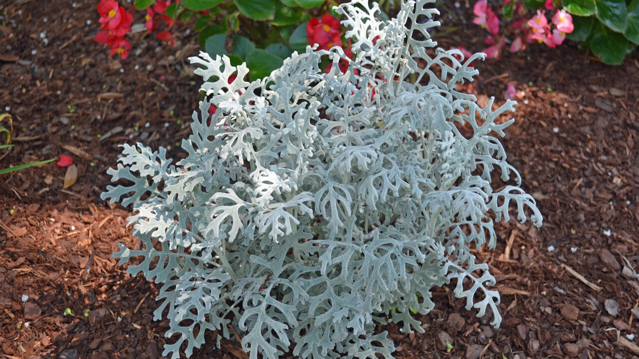 A silvery plant has fern-like leaves.