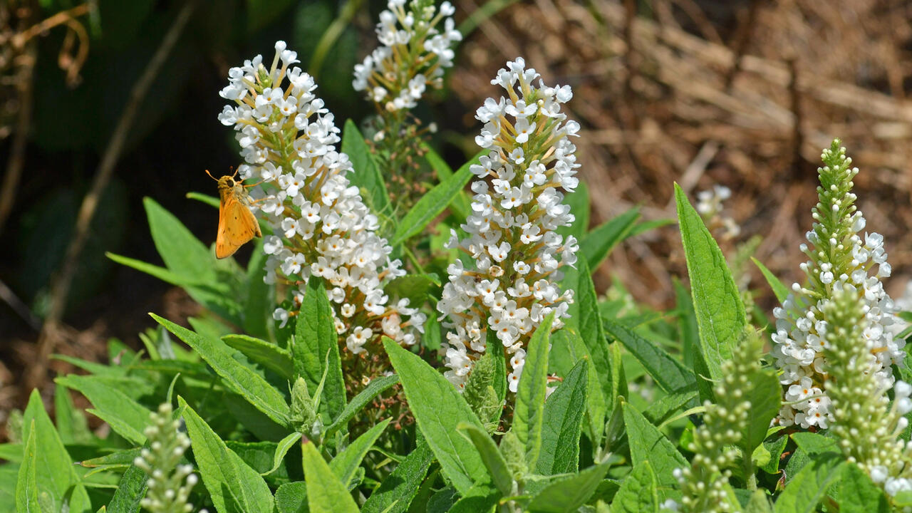 Tiny white flowers bloom in upright clusters.