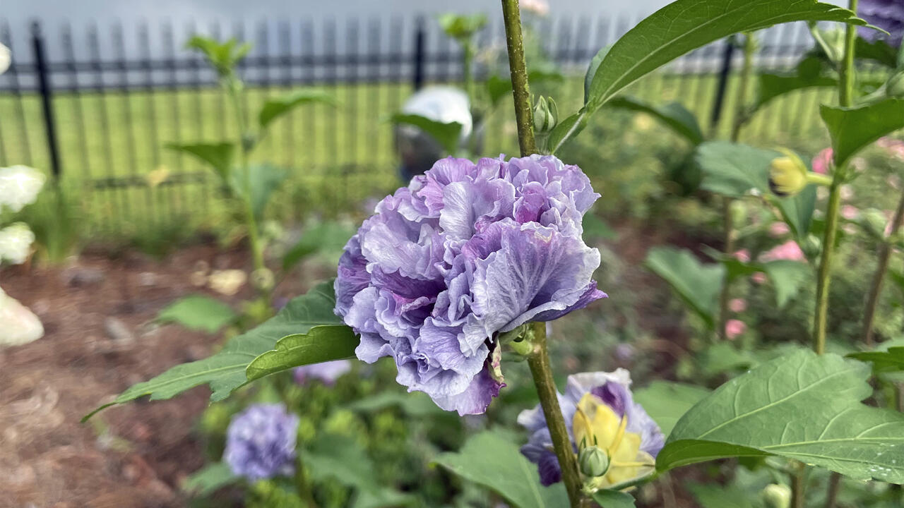 A purple flower blooms on a stem.