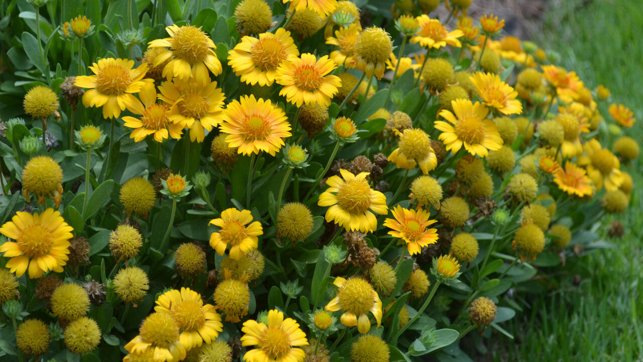Dozens of yellow flowers have round, yellow centers.