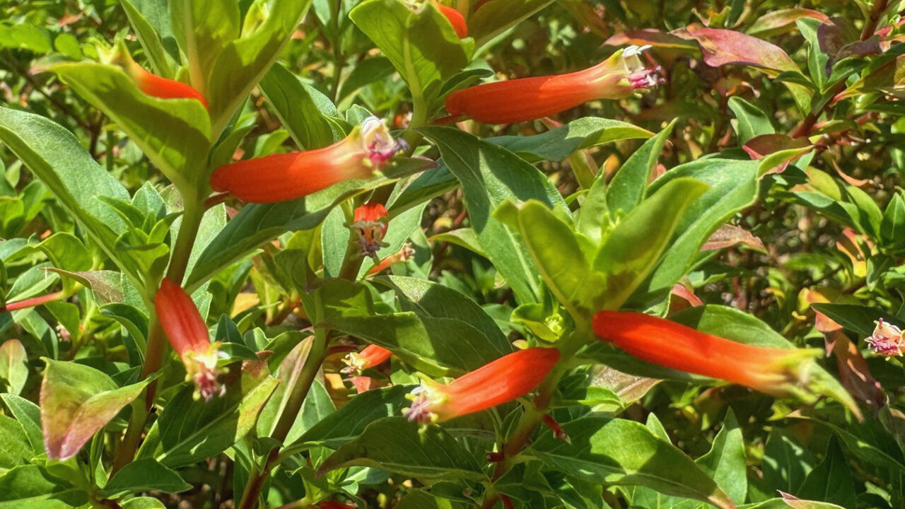 Tiny red flowers are tubular shaped.