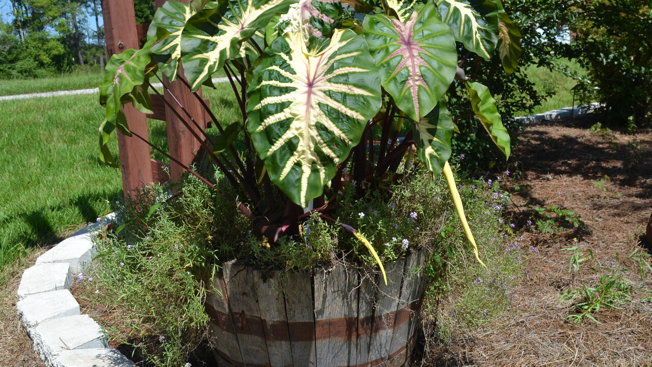 A wooden barrel holds a plant with giant, colorful leaves.