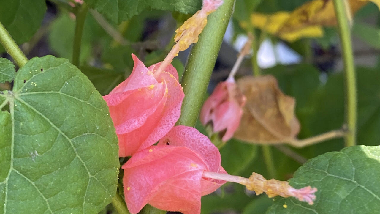 A plant has small, pink blooms.