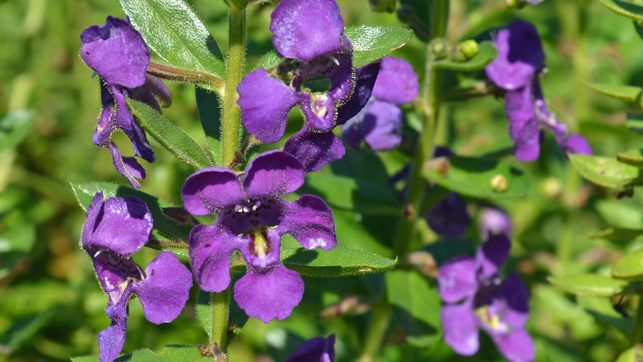 Bluish-purple flowers bloom on a stalk.