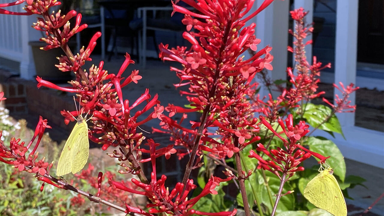A bush has a spiky red cluster of flowers.
