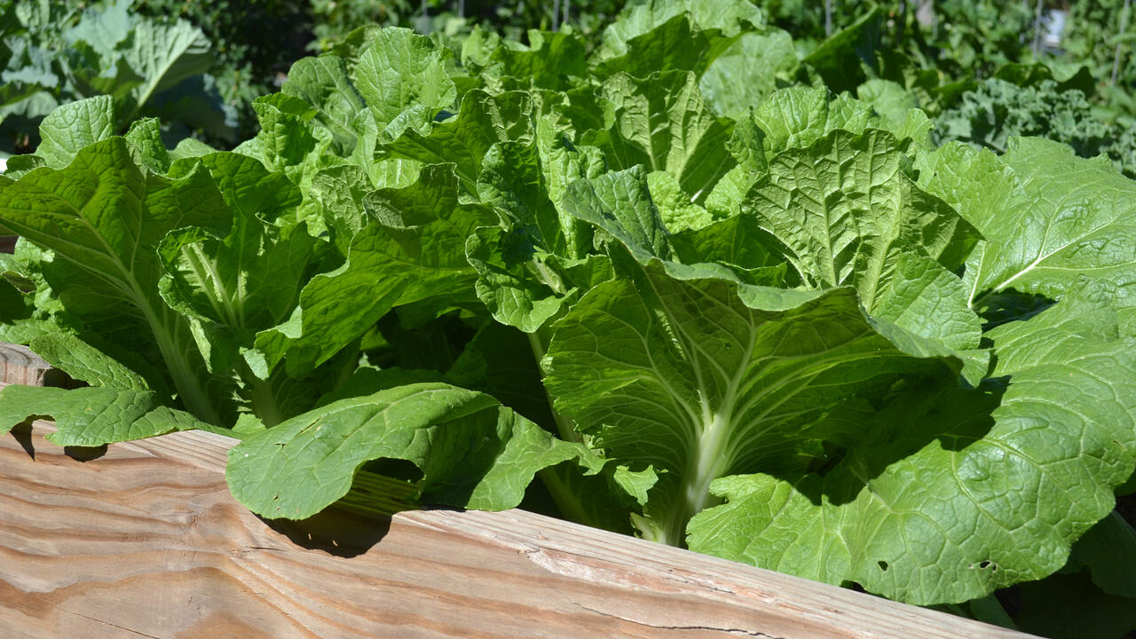 Leafy greens grow in a wooden container.