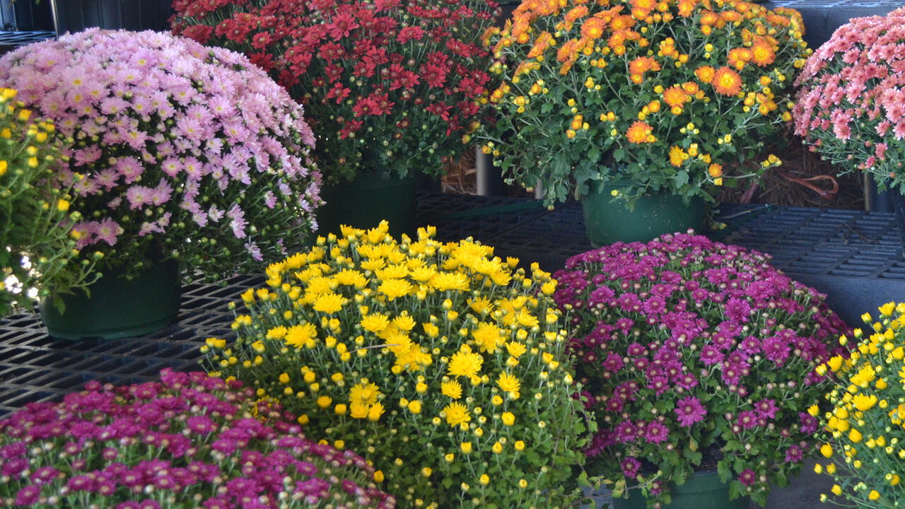 Potted plants are covered in various colored blooms.