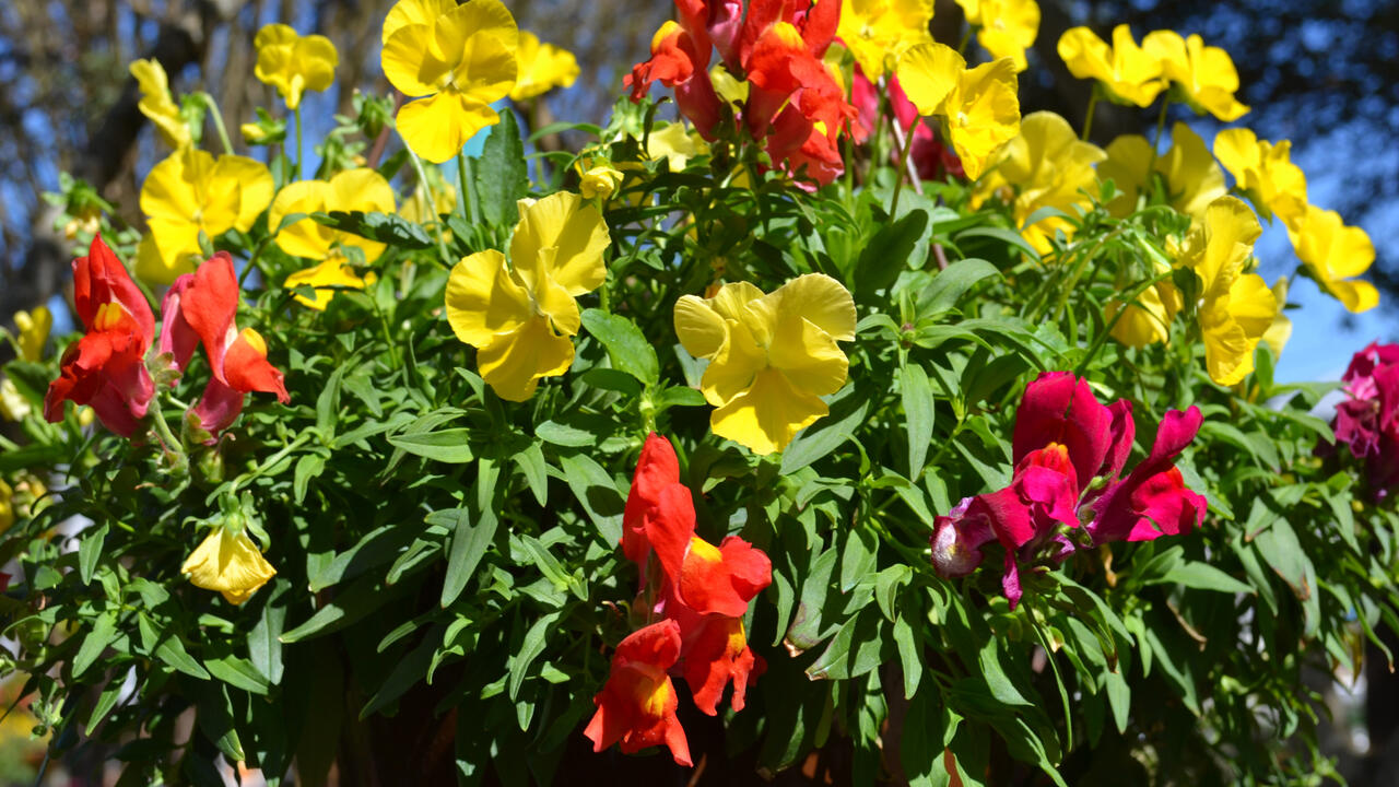 A hanging basket has red and yellow blooms.