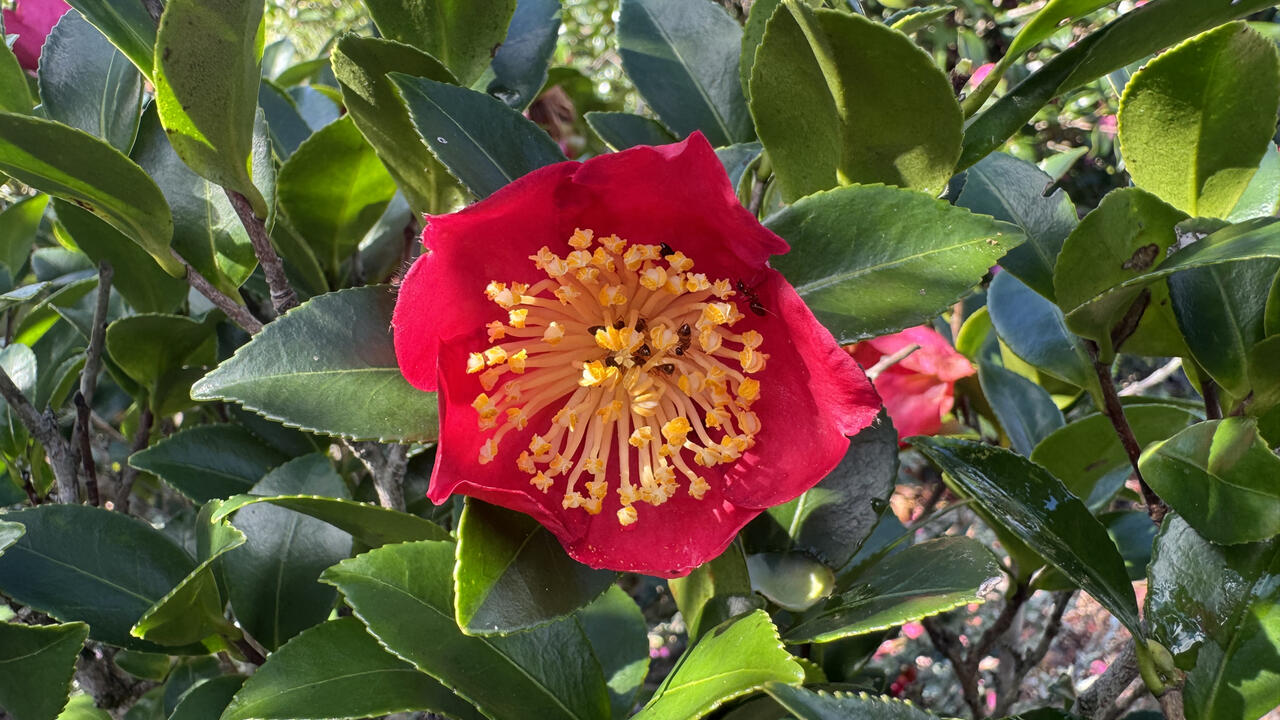 A red flower has a bright yellow center.