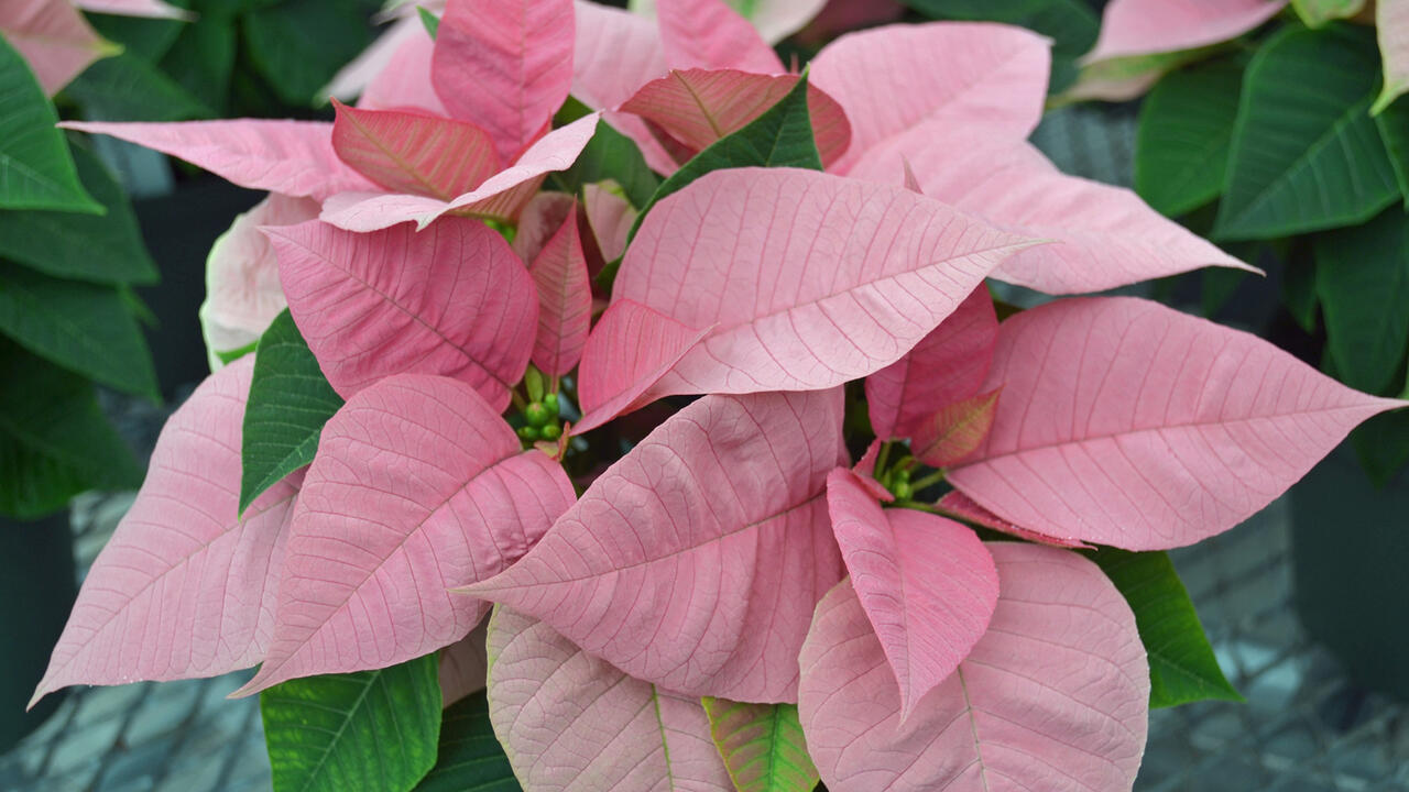 A poinsettia has light pink leaves.
