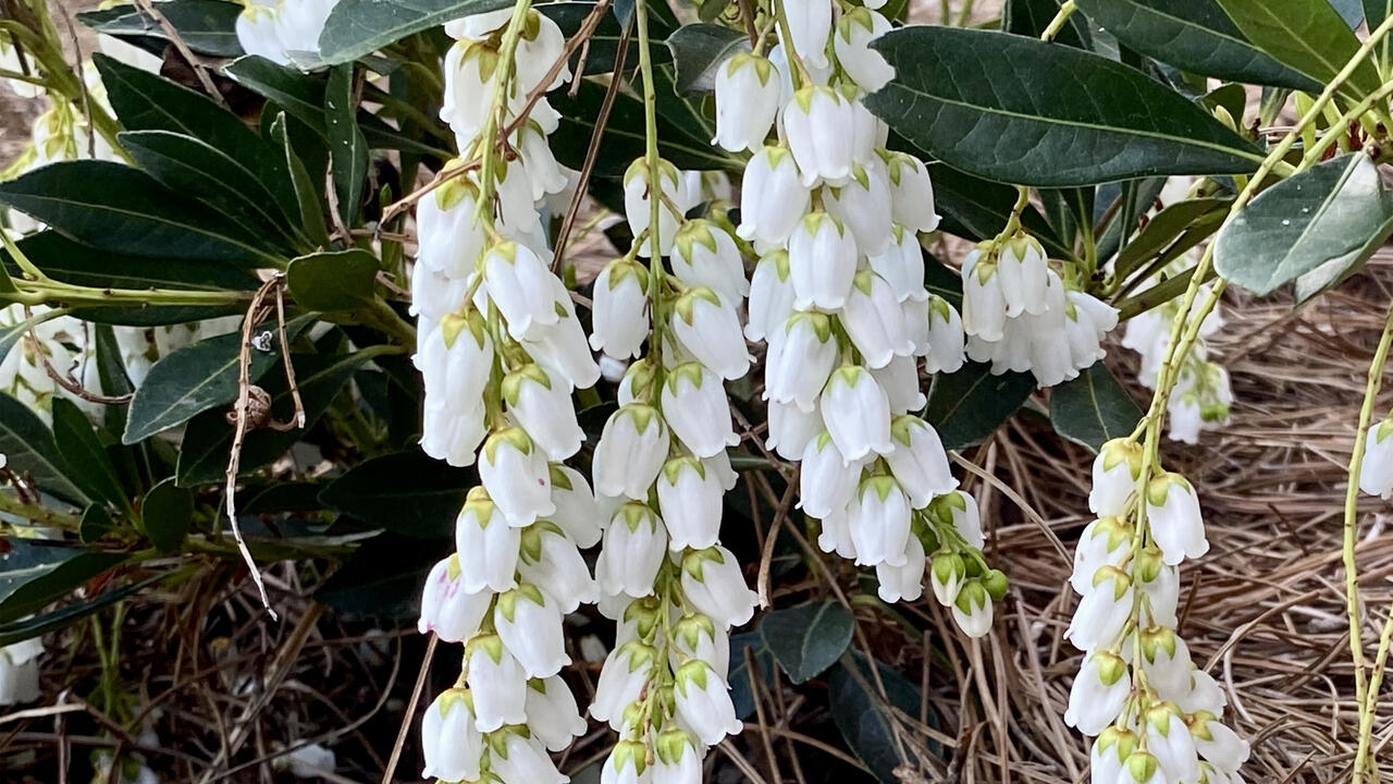 A shrub has clusters of bell-shaped blooms.