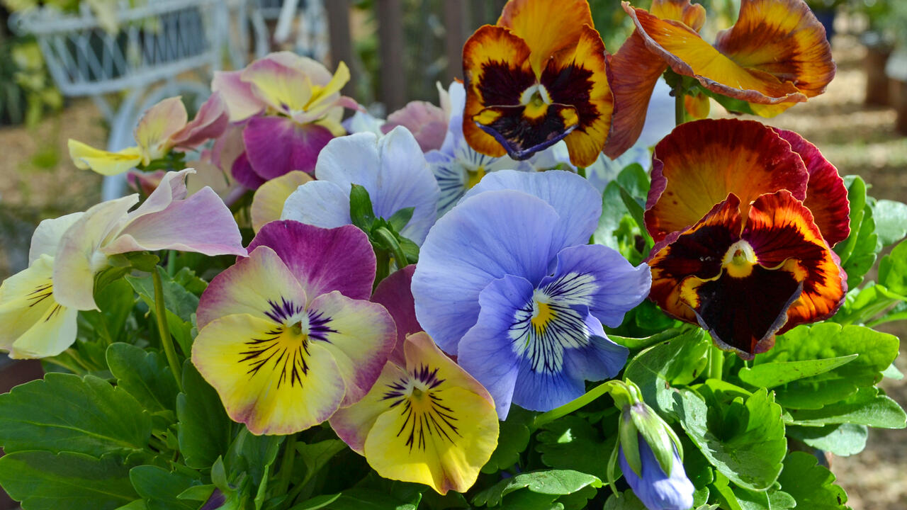 A container is filled with multi-colored blooms.
