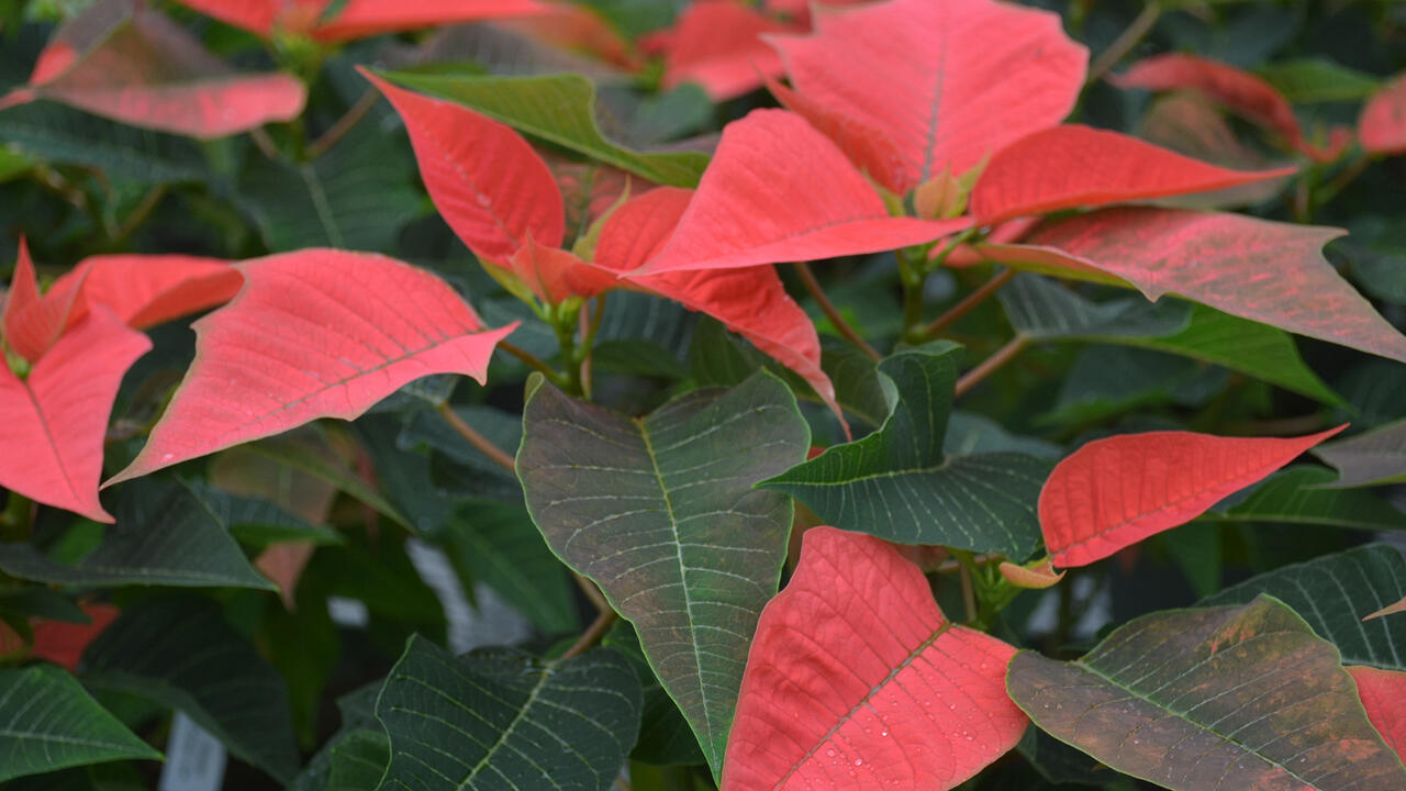 Vivid red bracts top green poinsettias.