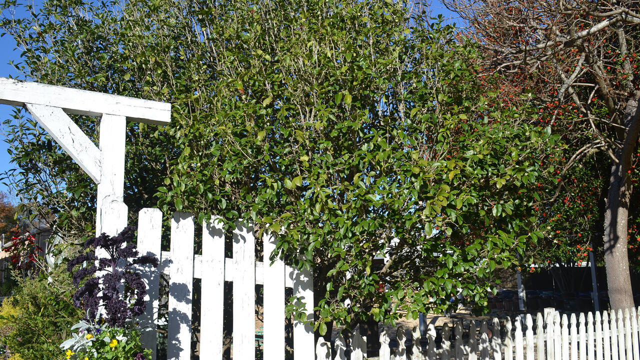 A tree grows above a white fence.