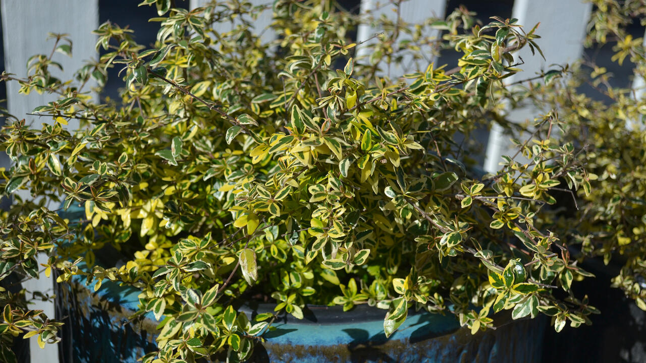 A shrub with yellow-edged leaves grows from a large, blue pot.