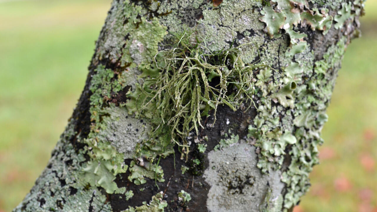 A tree branch is covered by three kinds of grayish-green patches.