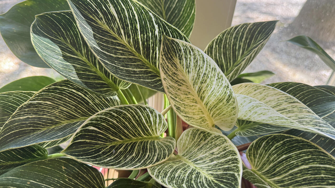 A plant has large green leaves with white edges and stripes.