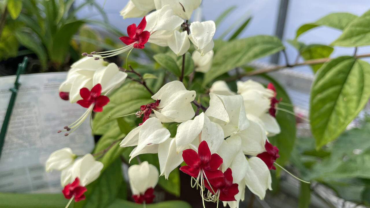 A cluster of white flowers have red centers.