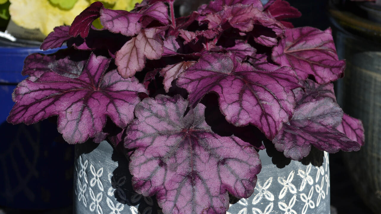 A plant with large purple leaves grows in a container.