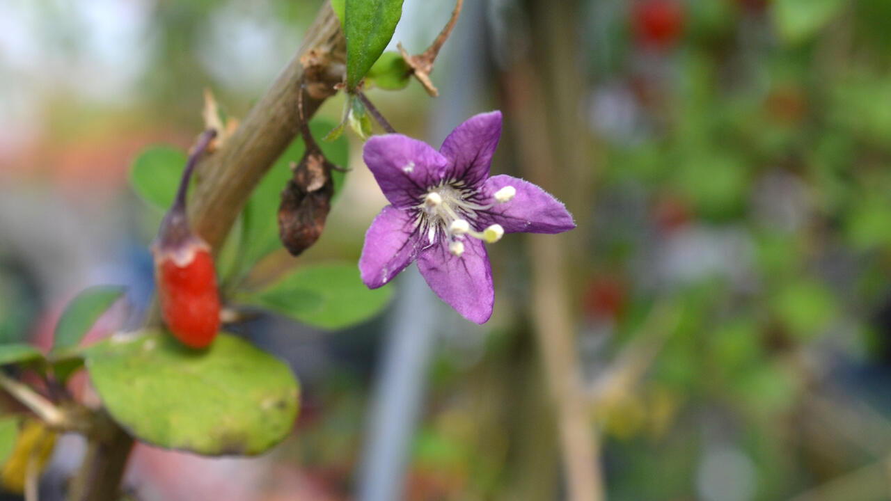 A small, purple flower blooms off a branch.