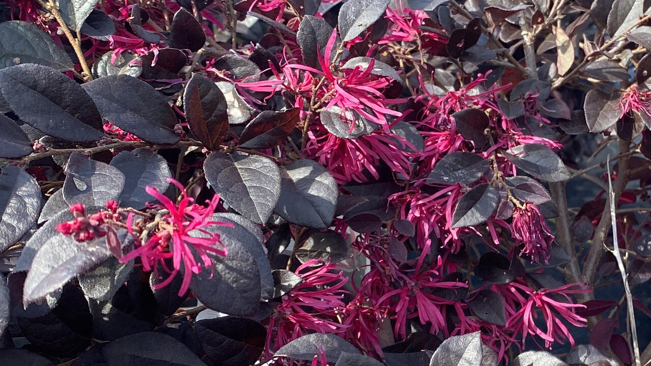 Bright pink flowers bloom against deep purple leaves.