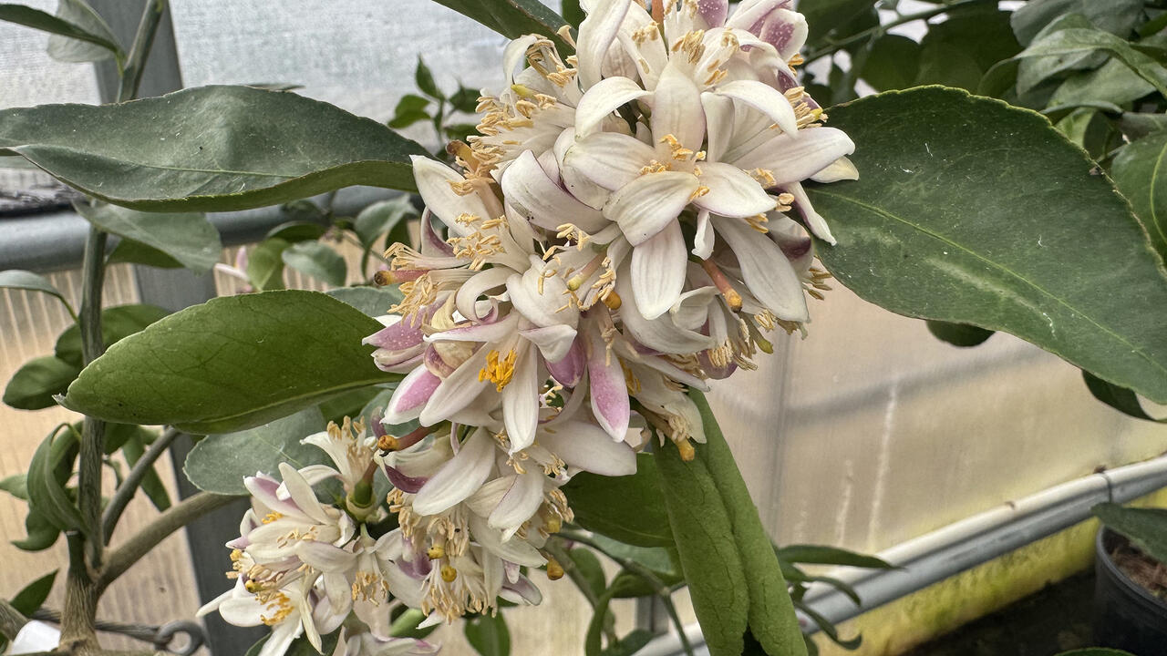 White flowers grow in a cluster on a branch.