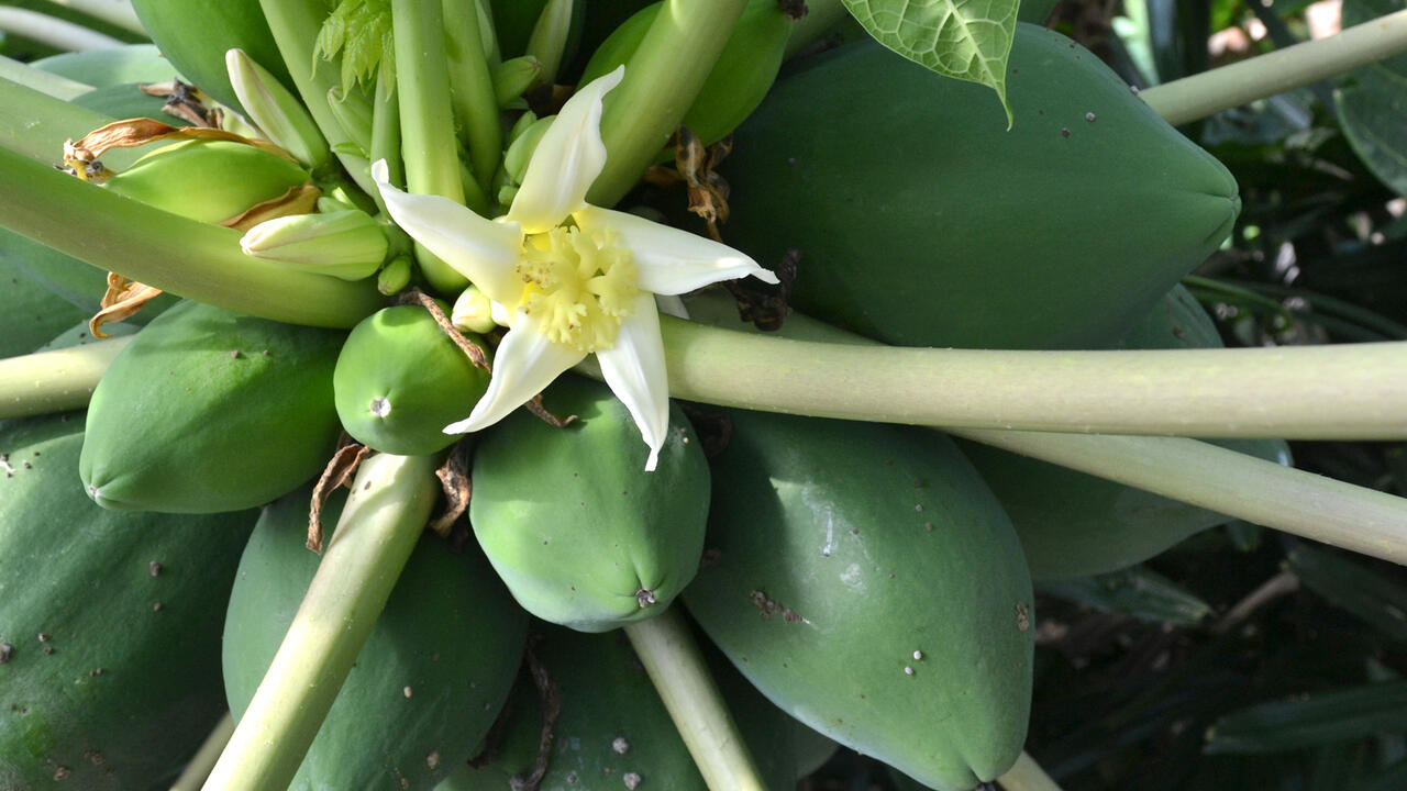 A white flower blooms next to green fruit.