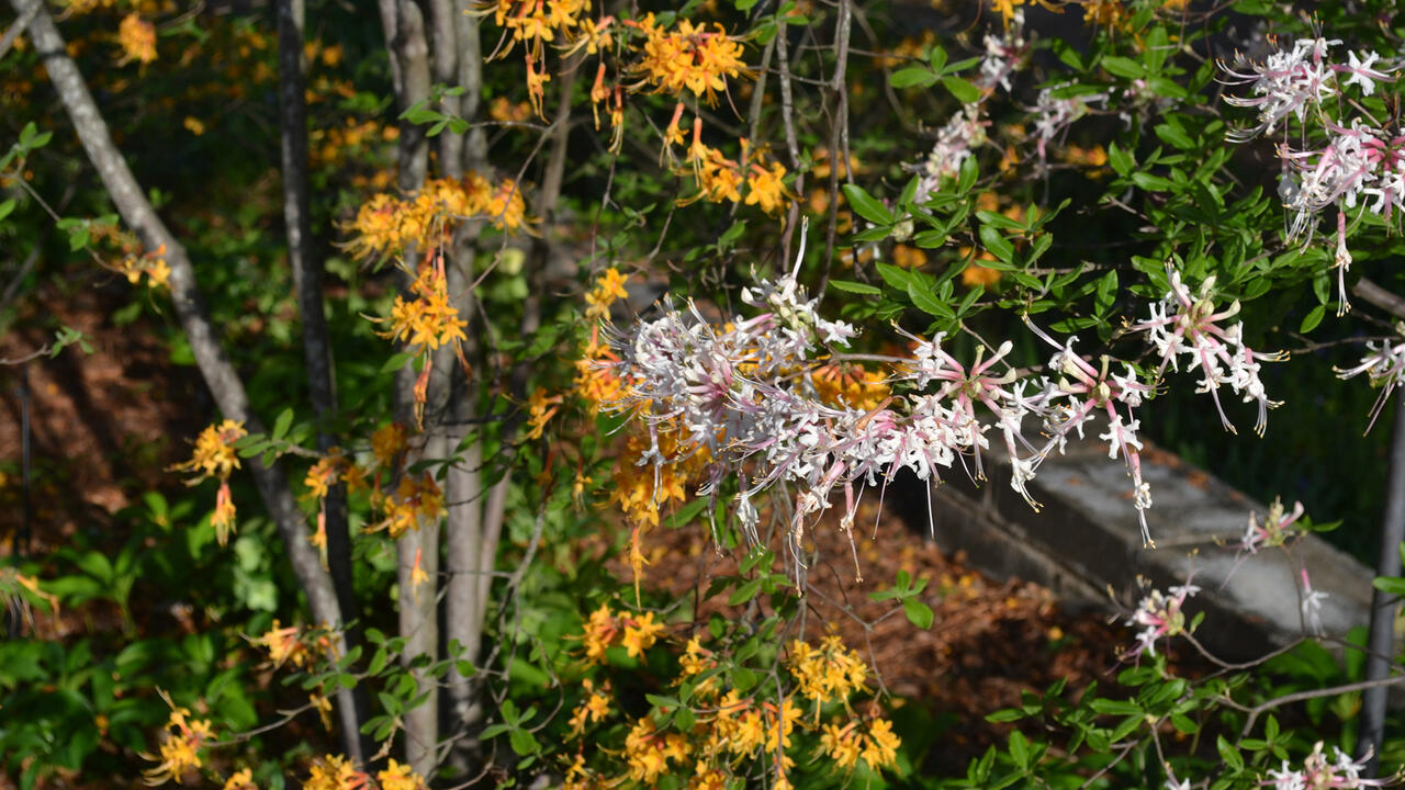 Wispy orange and white flowers bloom in clusters on bushes.