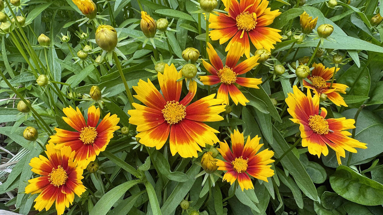 A plant has a cluster of yellow and orange flowers.