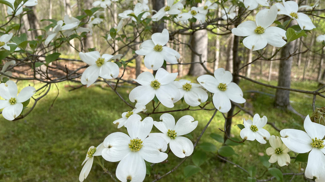 White dogwood blooms grow on bare branches.
