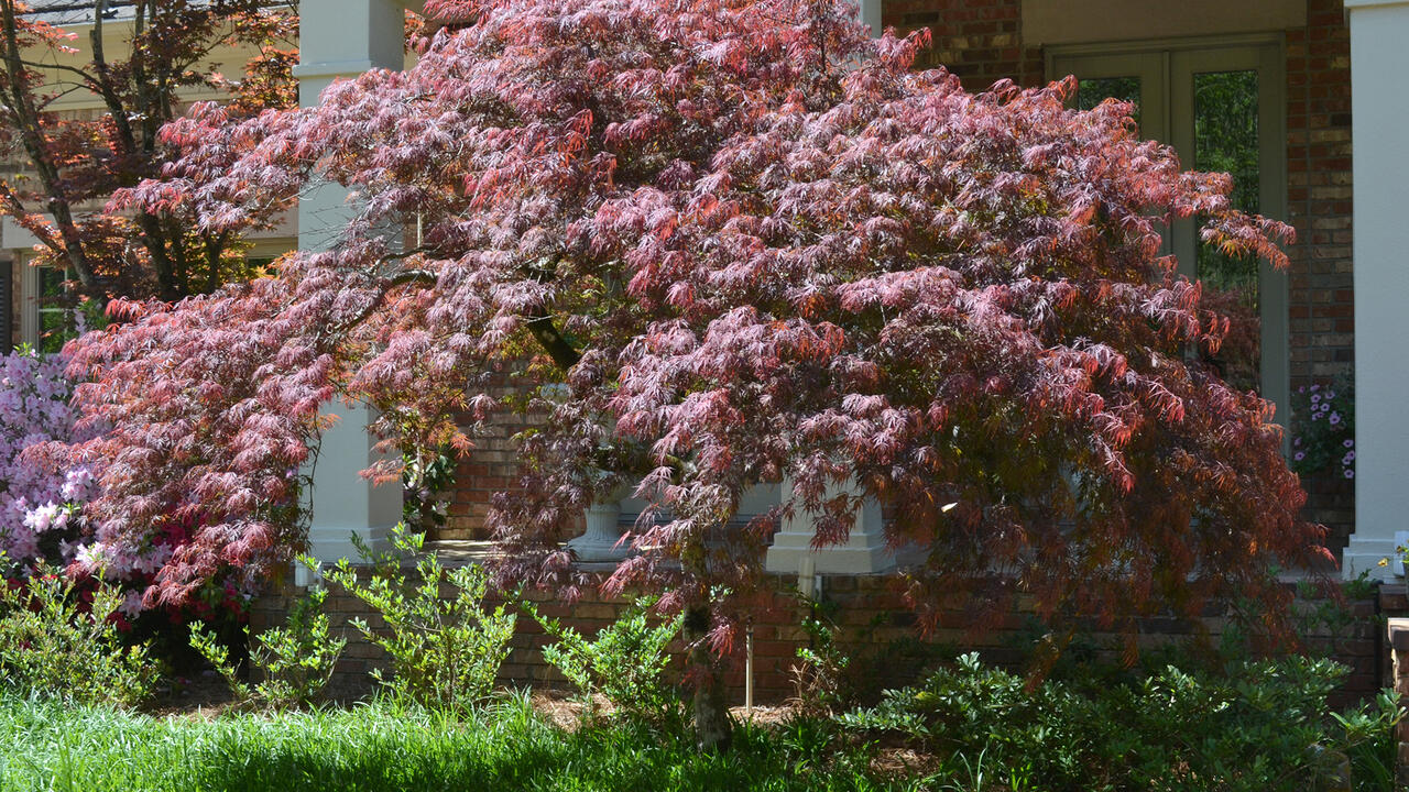 A small tree with dark leaves stands in front of a house.