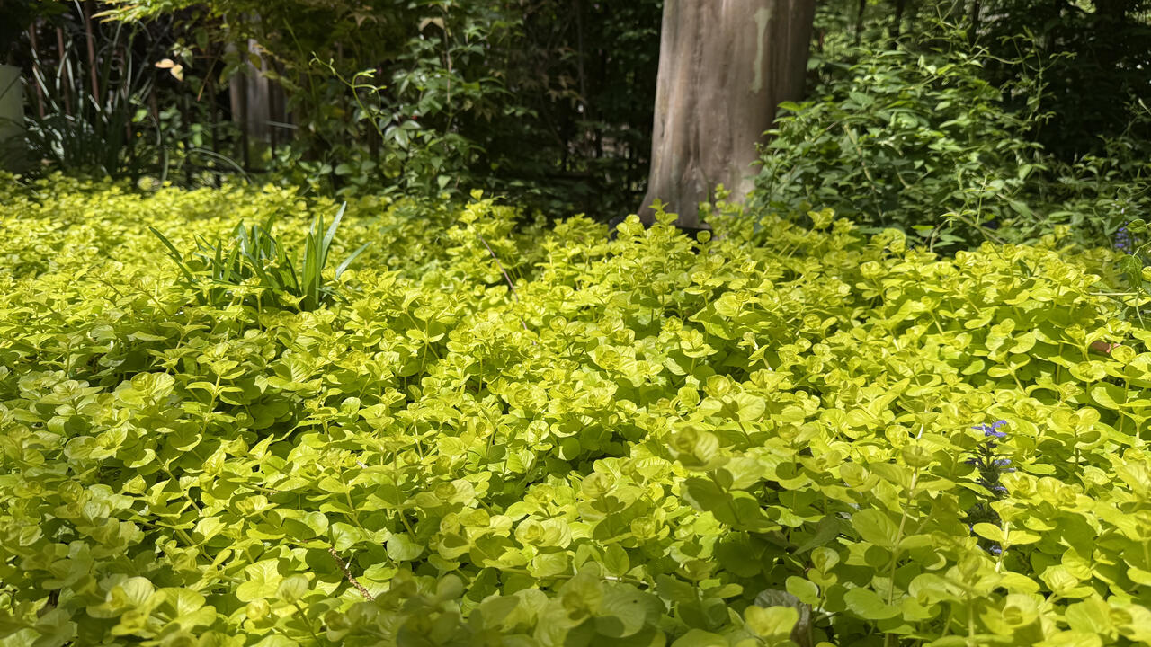 A mass of low, yellow plants covers the ground beneath a tree.