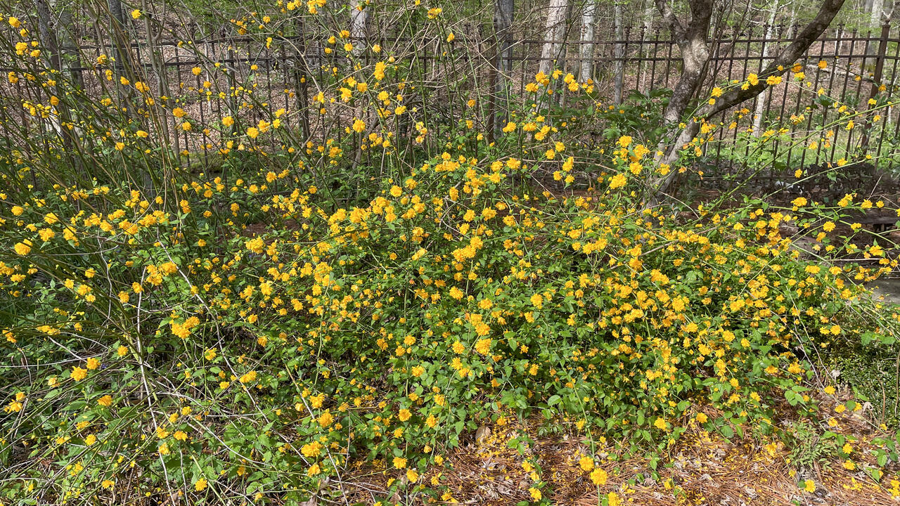 A shrub covered with yellow flowers grows in front of a fence.