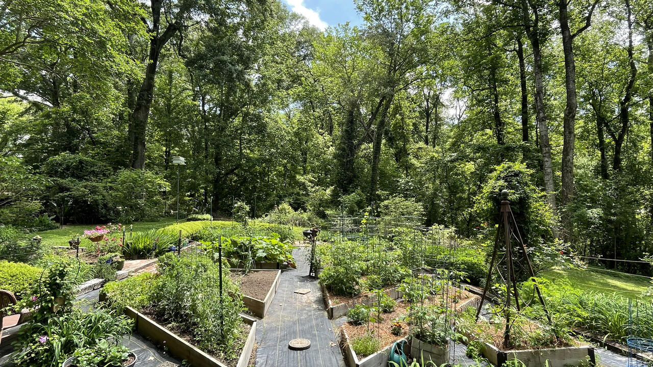 A garden is divided into raised beds with wide paths between them.