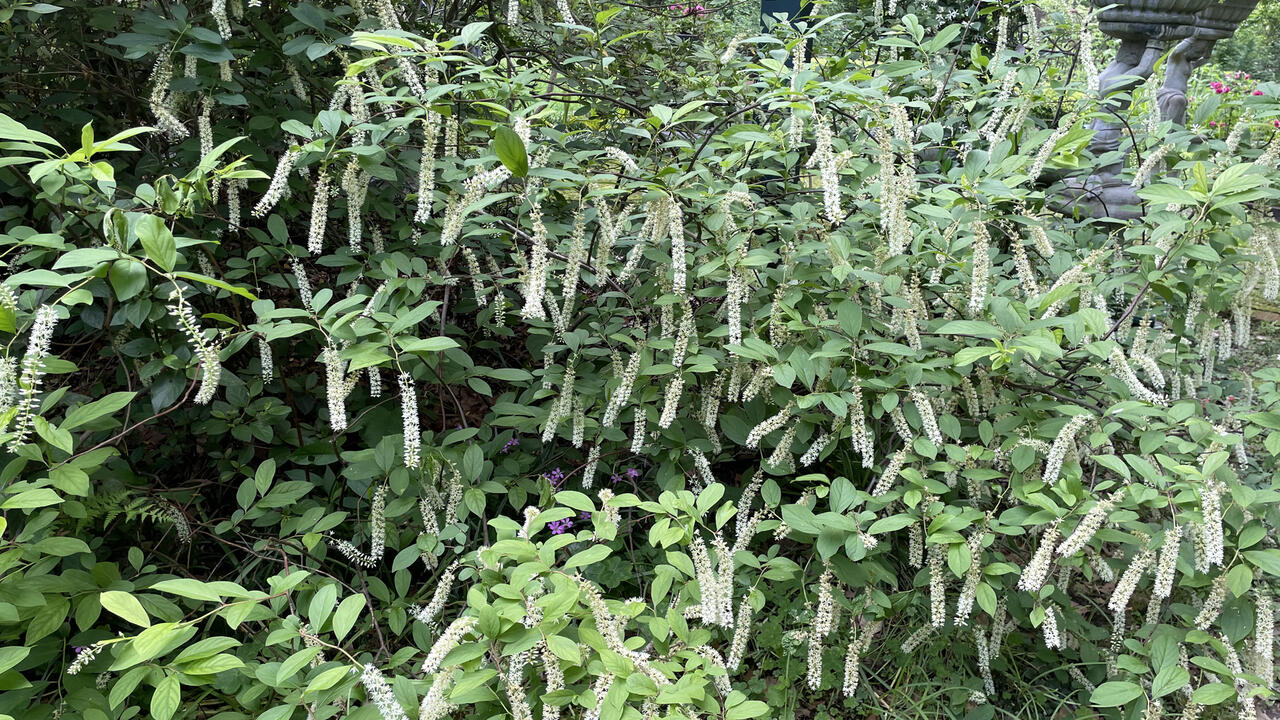 White spikes of blooms hang from a green shrub.