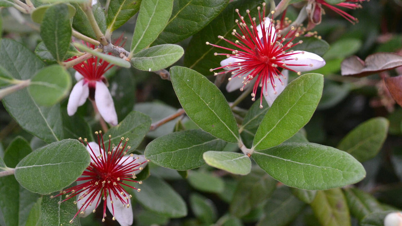 White flowers have spiky red centers.