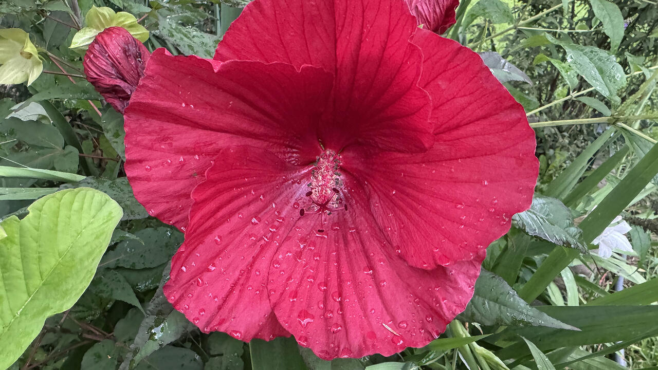 A single red bloom with a green background.