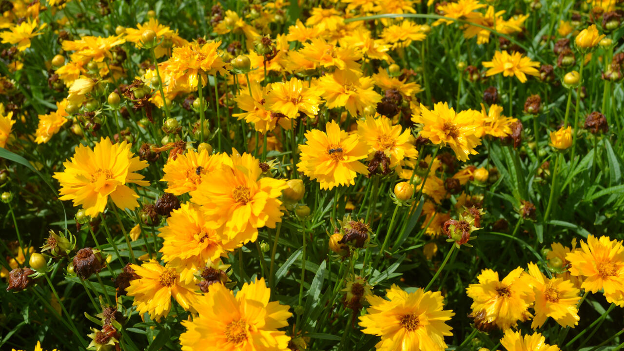 Dozens of bright yellow flowers bloom above green foliage.