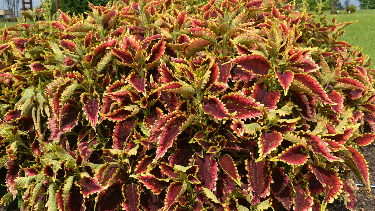 A mounding plant has red leaves with yellow edges.