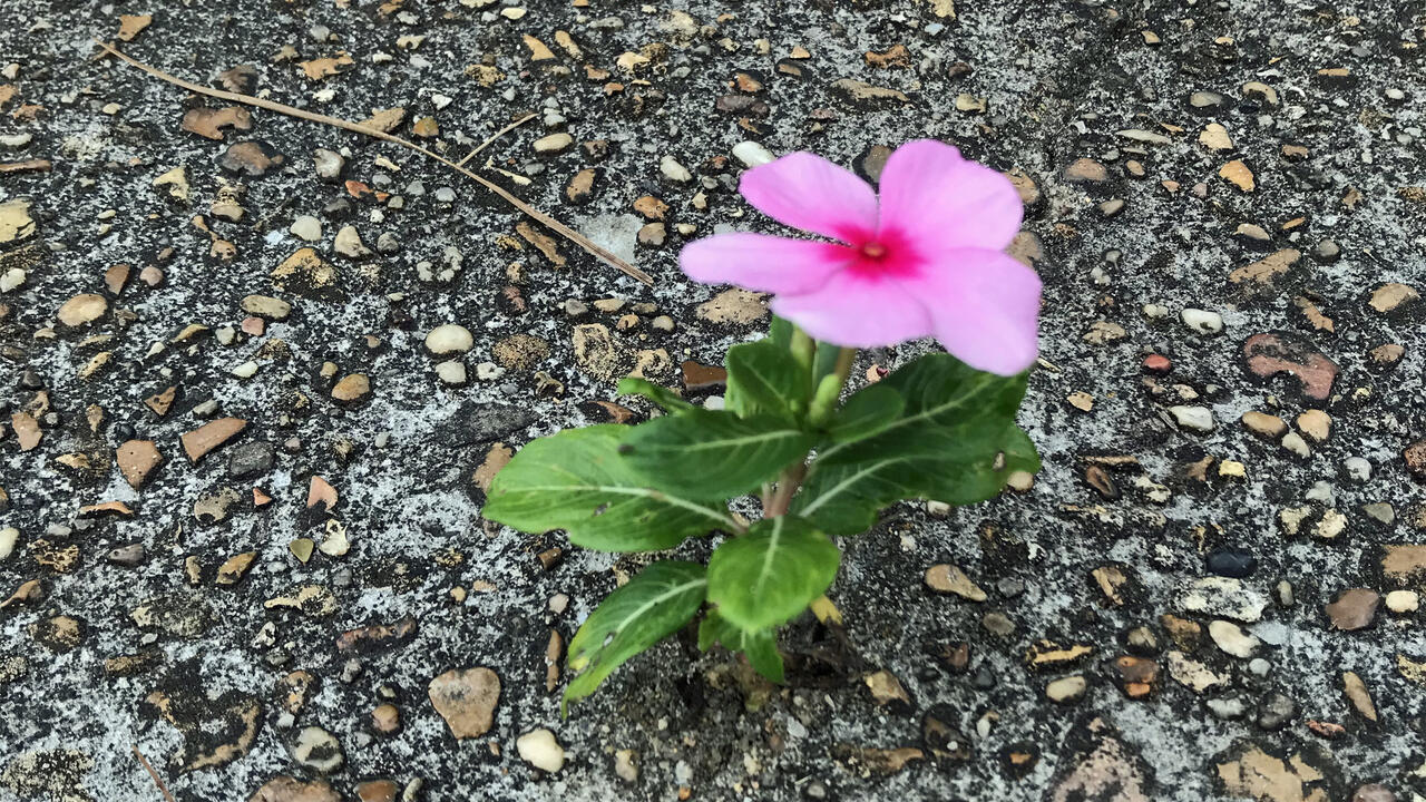 A single pink flower blooms on a small plant growing in concrete.
