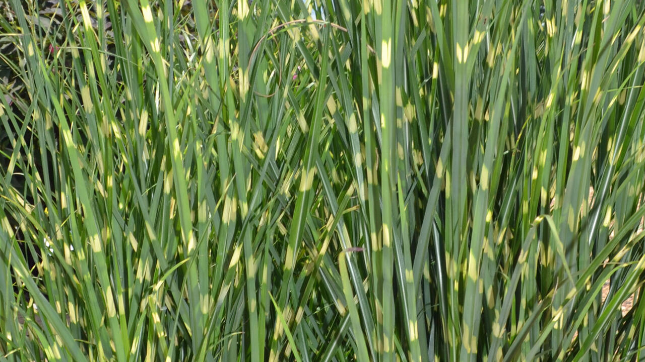 Upright green grass has white vertical stripes.