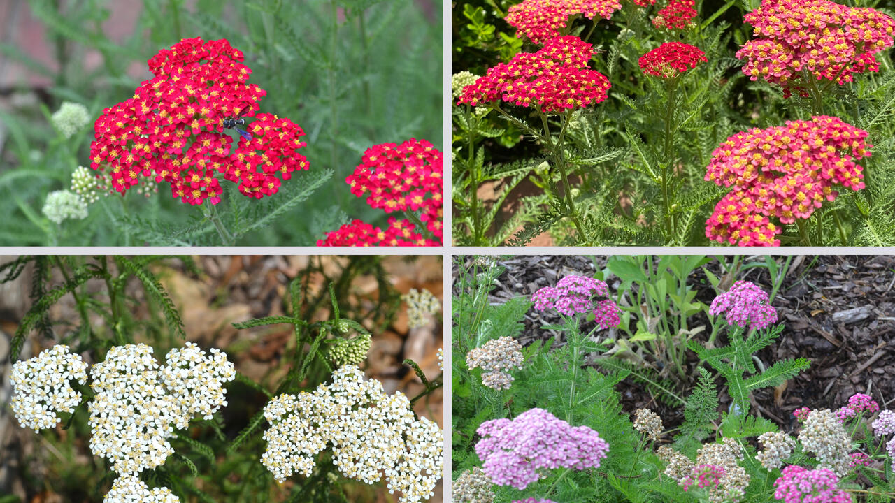 A collage depicts clusters of tiny purple, white, yellow and red flowers.