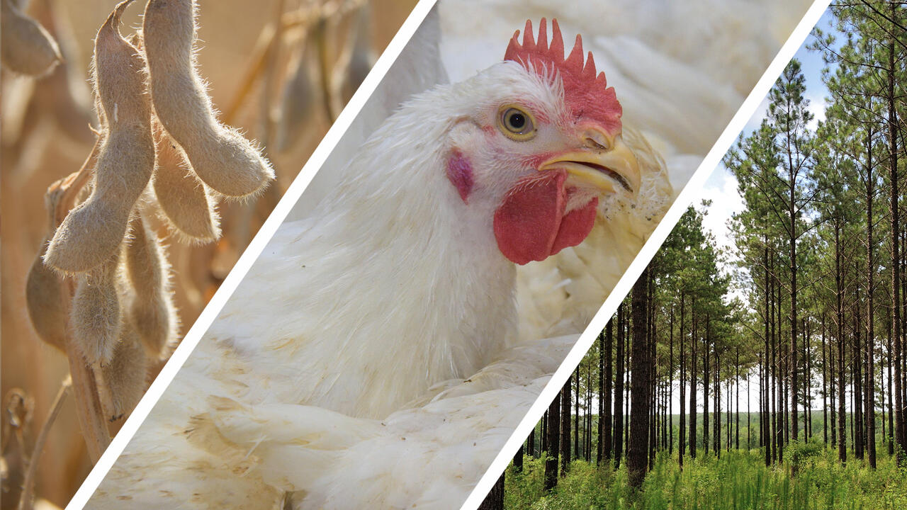A photo montage displays soybeans, a chicken and trees.