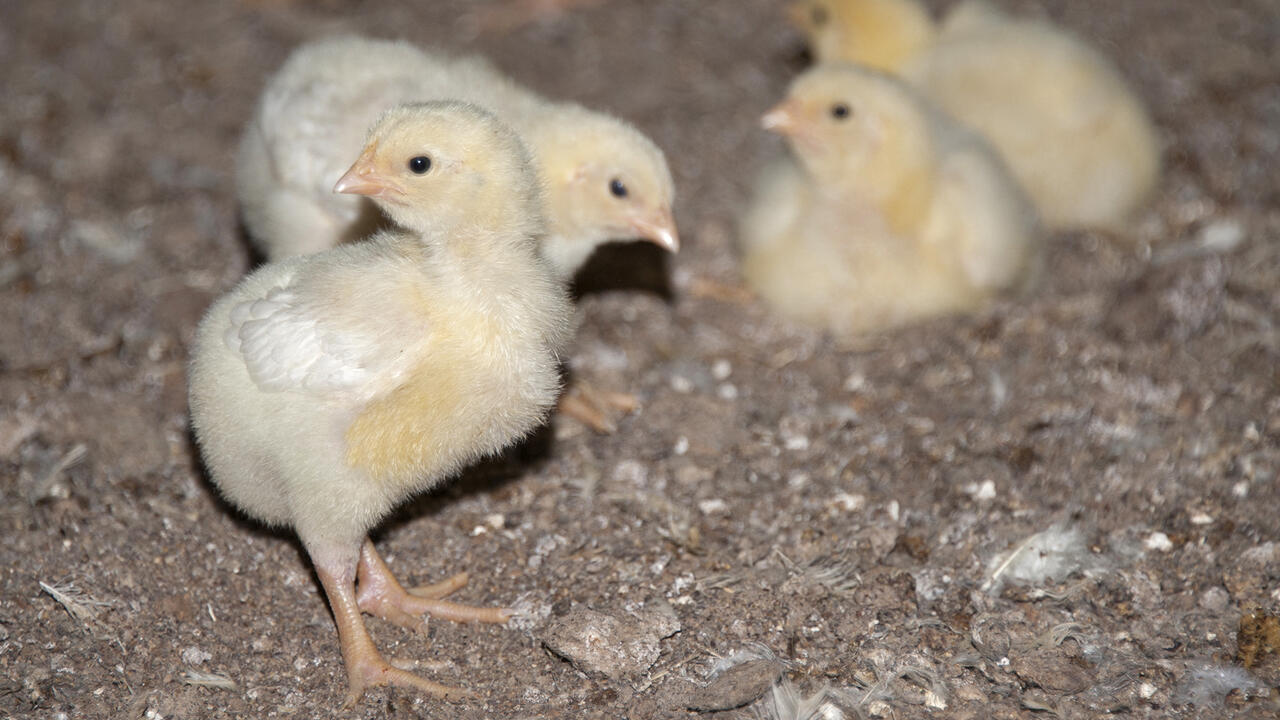 Four chicks are pictured together.